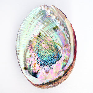 Palo Santo Smudge Sticks Holder: Large Abalone Shell